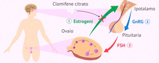 clomifene